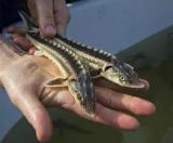 Малек осетра, форель.