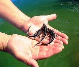 Sаmus 1000 Riсh P 2000 Riсh AC 5